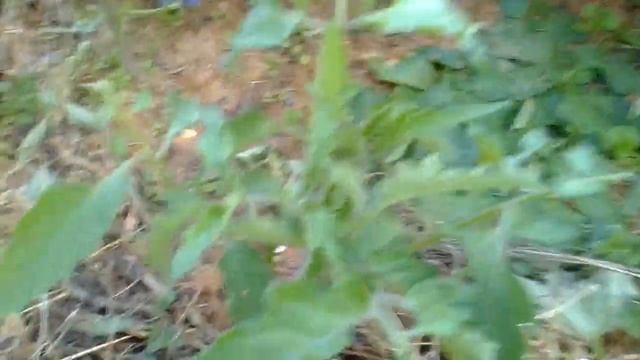 Экскурсия по саду для Марины. 1.07.23 смотреть онлайн