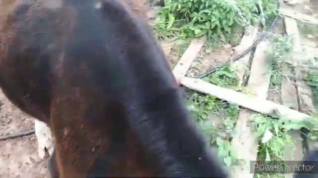 Ласковый теленок смотреть онлайн