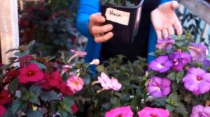 Самые популярные заблуждения при выращивании ахименесов