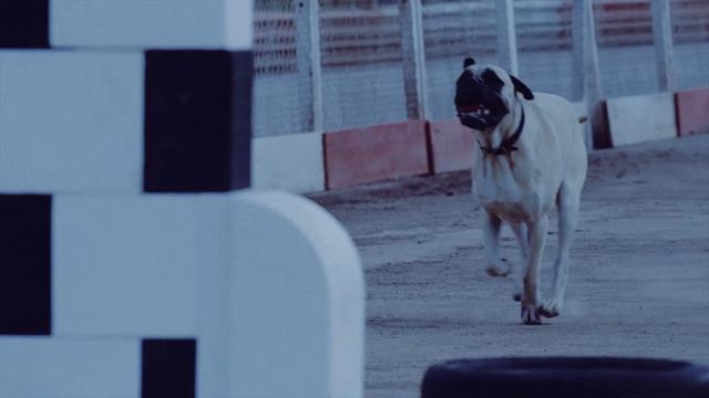 ADVERTISING PROMOTION: Mazda 3 (2014) SKYACTIV Technology vs Dogs. Who will win? смотреть онлайн