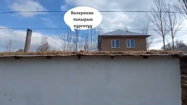 Валериана тамырын кургатуу | Маман айылы смотреть онлайн