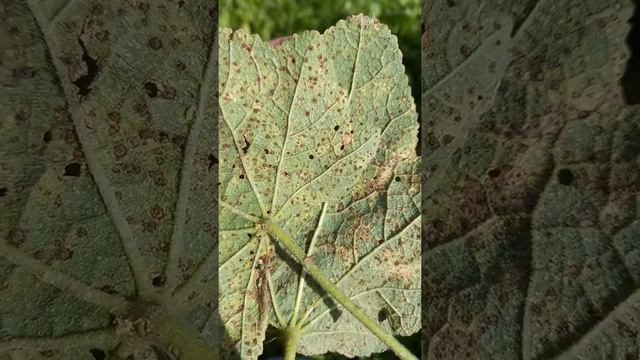 Ржавчина мальвы (штокроз) смотреть онлайн