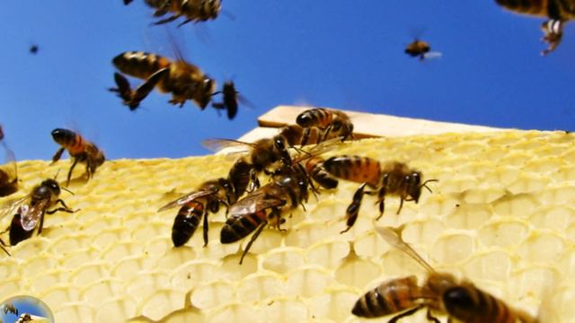 2014. Hungary- Móra Ferenc - Fecskehívogató смотреть онлайн