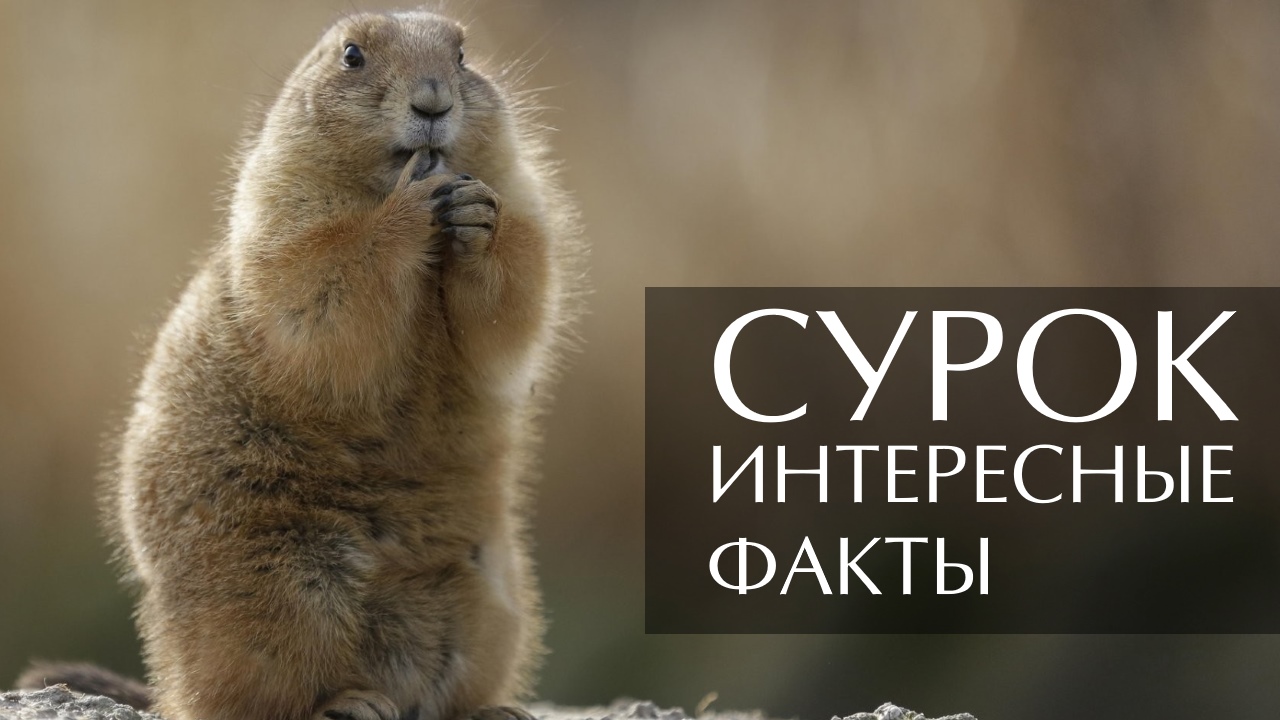 Сурок. Интересные факты смотреть онлайн