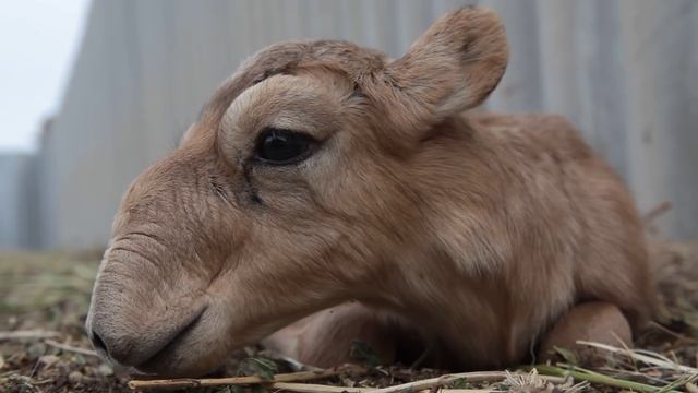 IFAW Russia - Saiga antelopes are rare creatures смотреть онлайн