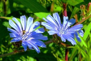 Цикорий РЕЛАКС АРТ-ТЕРАПИЯ ИМПРОВИЗАЦИЯ композитор Виктор Анохин #instrumentalmusic #flowers #music