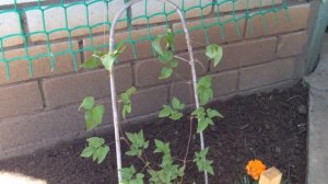 Уход за клематисом после посадки .