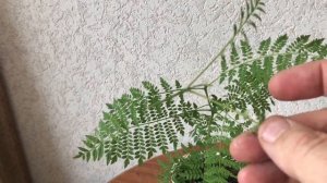 419. Вторая обрезка Джакаранты или Фиалкового дерева.