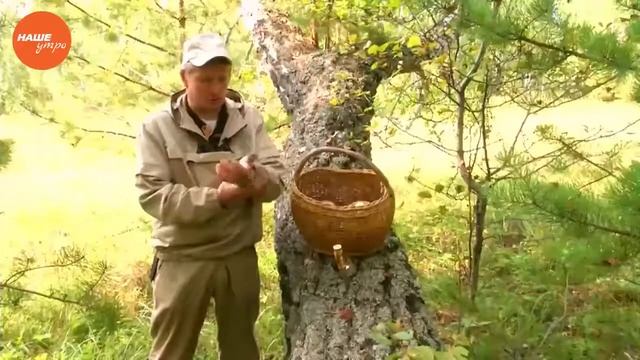 Мужское хобби – грибник смотреть онлайн