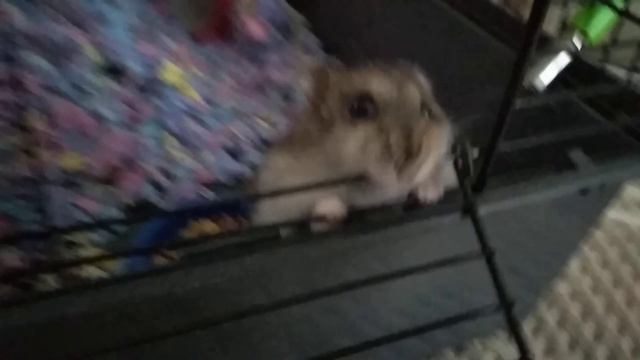 хомяк грызет клетку