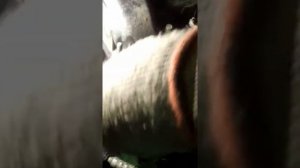 Снять помпу форд фокус 2 дв. 1.8