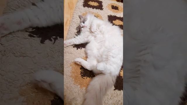 питомник PlushDollRu ragdoll #kitten #ragdoll #котята #котики #рэгдолл #регдолл #смешныекотики #кот смотреть онлайн