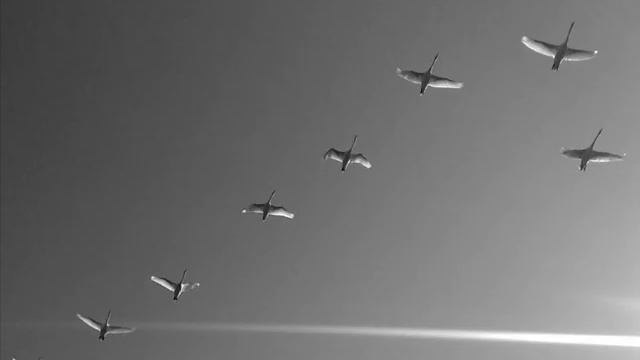 Белые птицы смотреть онлайн