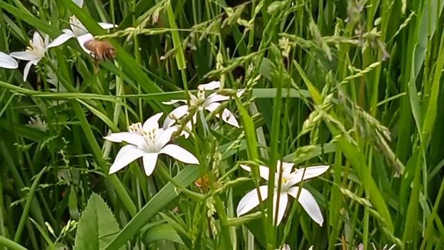 Птицемлечник смотреть онлайн