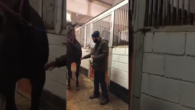 Продолжается обучение наших наездников и коневодов. Практическое занятие. смотреть онлайн