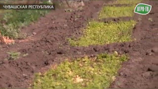 Хмелеводство в Чувашии смотреть онлайн