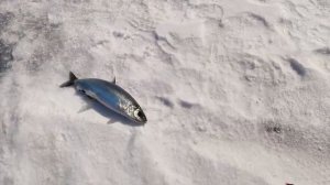 ОХОТНИКИ ЗА СЕРЕБРОМ БАЙКАЛА. Лучшая рыбалка на омуля.