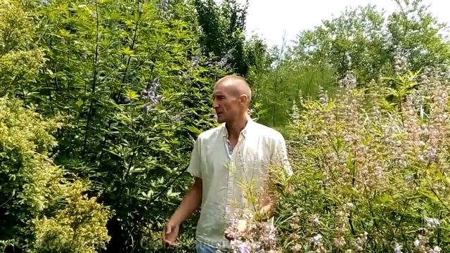 Гибискус сирийский и "Авраамово дерево". Садовые растения для гурманов. смотреть онлайн