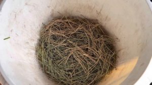 Гортензия крупнолистная .Что с корнями?Пересадка гортензии в кашпо?#гортензиякрупнолистная ,