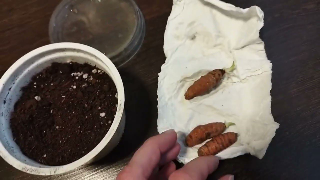 Как вырастить куркуму? Мой опыт выращивания куркумы из магазинного корня.Куркума в домашних условиях смотреть онлайн