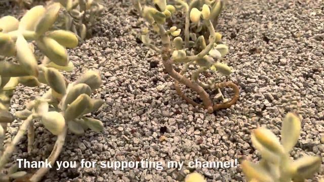 KOREAN SUCCULENTS | HOW TO GROW COTYLEDON ORBICULATA VARIEGATED ROUND LEAVES AS MOTHER PLANTS