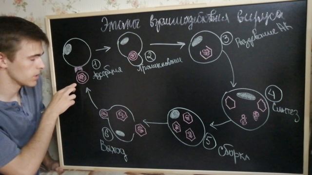 Вирусы: Репродукция, Основные Фазы Репродукции, Методы Индикации Вирусов В Исследуемом Материале смотреть онлайн