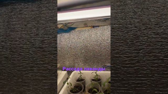Рассада лаванды. Светодиодные светильники. смотреть онлайн
