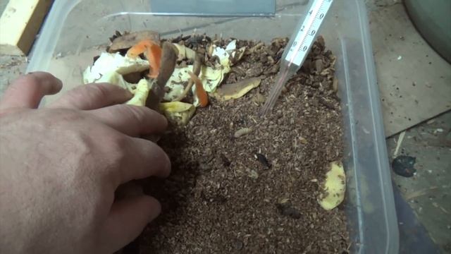 Цыплята в январе, Куры несушки, опарыш черной львинки. смотреть онлайн