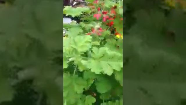 No More Flies ! смотреть онлайн