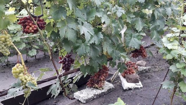 Виноград Талдун: обзор на 24.07.2019 смотреть онлайн