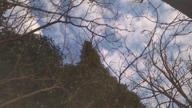 плетущее растения смотреть онлайн