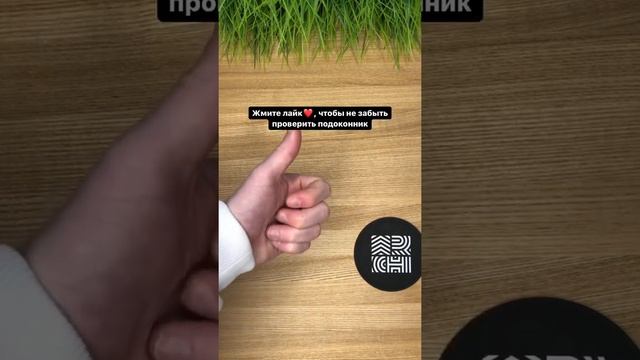 Самые опасные комнатные растения смотреть онлайн