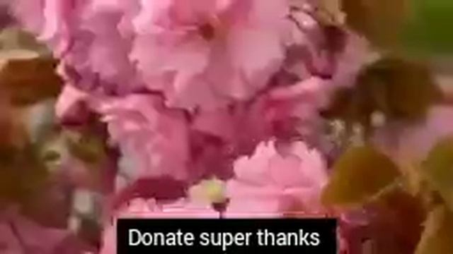 ayatul kursi 4 Qul surah Fatiha (Episode 521) 7 Taims repeat with Arabic Text beautiful (Arsh)#ayat смотреть онлайн