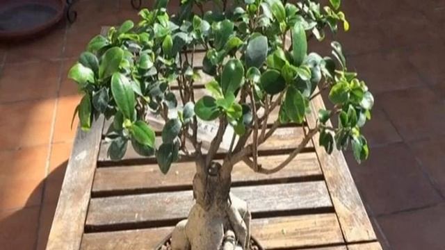 Фикус Гинсенг — уход в домашних условиях