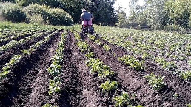 окучиваем картошку мотоблоком смотреть онлайн