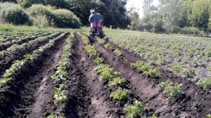 окучиваем картошку мотоблоком