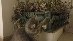 СПАСЕНИЕ БЕЗДОМНЫХ КОТЯТ: НОВЫЕ ХОЗЯЕВА! А НУ-КА ДАВАЙ-КА ПОМОГАЮТ НАЙТИ КОШКЕ ДОМ! КТО СПАСЕТ 4 ?