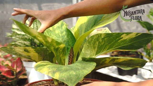 ANTHURIUM COBTIK ( Cobra Batik) #tanamanhias #anthurium #vlog2020