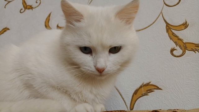 Кошка с красивыми глазами смотреть онлайн