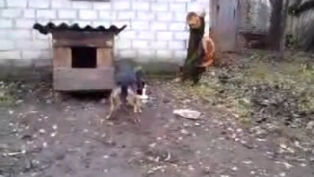 Сумасшедший пес смотреть онлайн