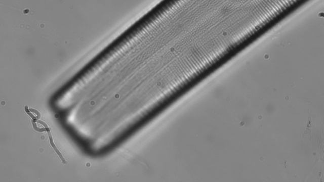 Diatom taken with Nikon F100 Fluorite Objective смотреть онлайн