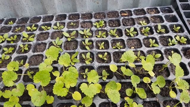 Мальва из семян - как сеять для красивого цветения смотреть онлайн