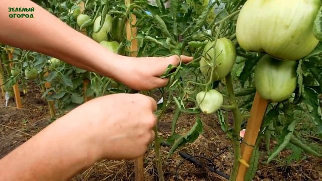 Обзор ТОМАТОВ в открытом грунте на начало июля! Советы от ЗЕЛЕНОГО ОГРОДА! смотреть онлайн