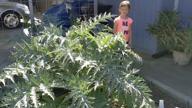 Красавец артишок. Our artichoke. смотреть онлайн