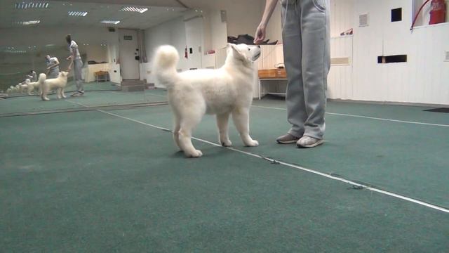 00065 смотреть онлайн