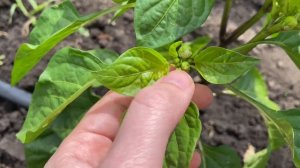 Формировка перца сладкого в открытом грунте