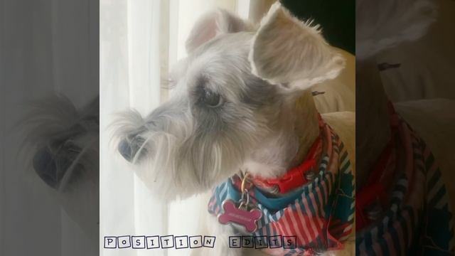 Edit of my other dog || subscribe plsssss смотреть онлайн