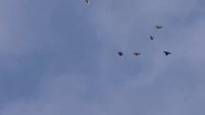 голубиный | Голуби вертуны, переворачиваются в полёте