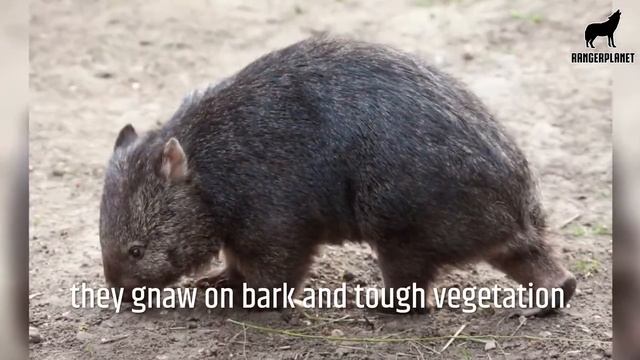 Top 10 Most Amazing Facts About Wombats - Quick Wombat Facts смотреть онлайн