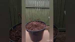 Весенняя обрезка гортензии Самарская Лидия